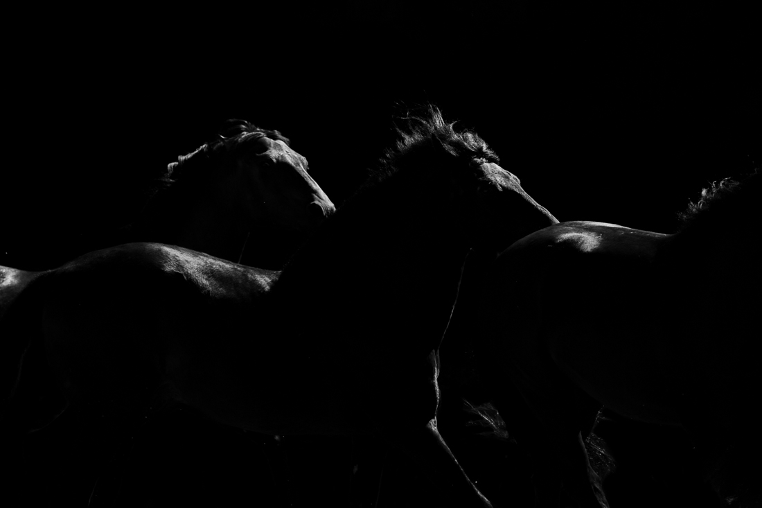 Midnight Stallions