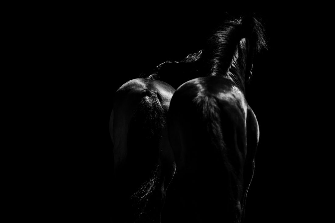 Midnight Stallions