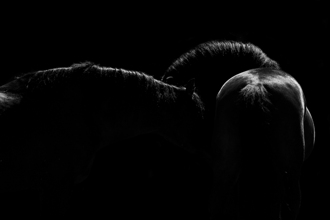 Midnight Stallions