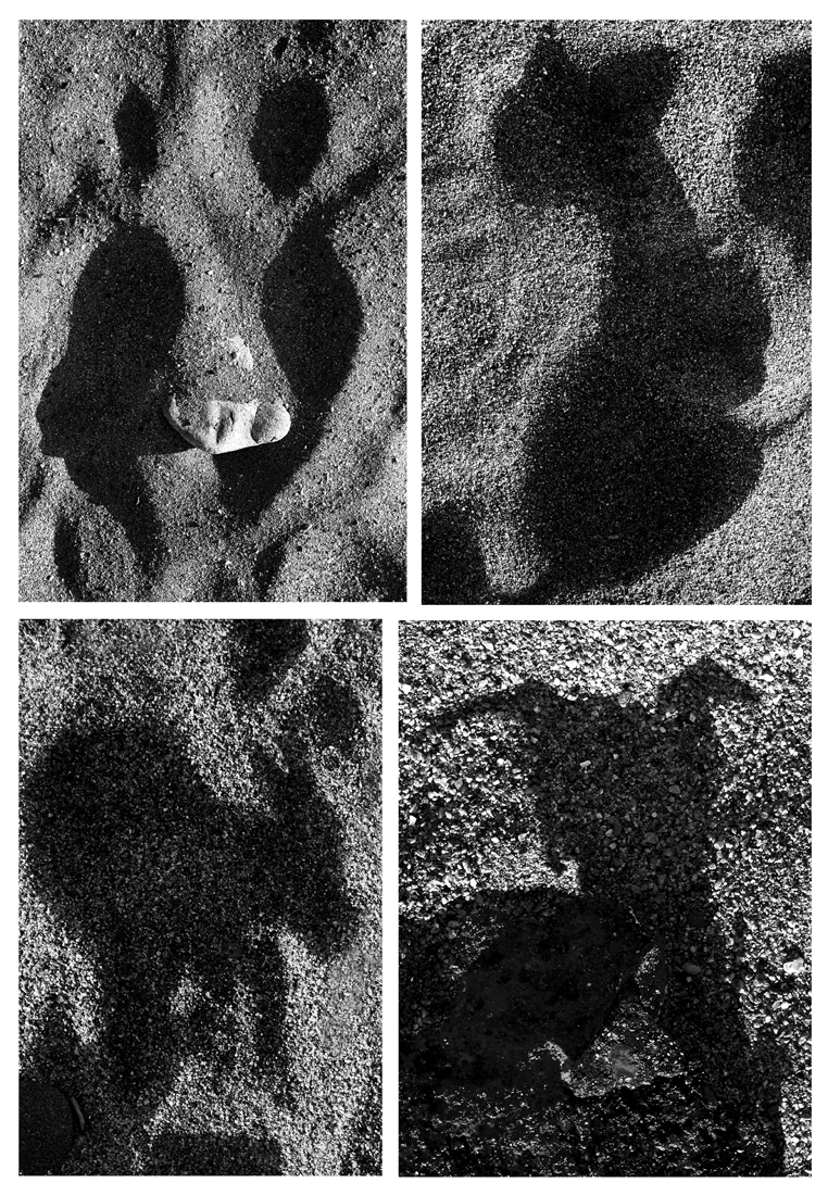 DANCING SHADOWS ON THE SAND