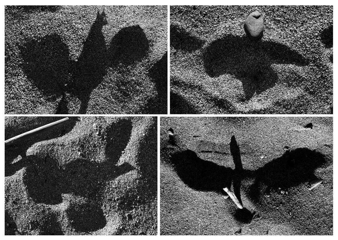 DANCING SHADOWS ON THE SAND