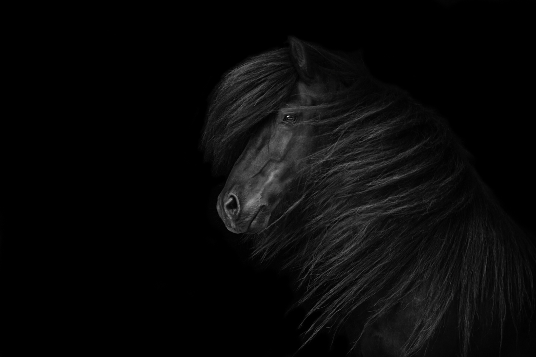 Wild Heart