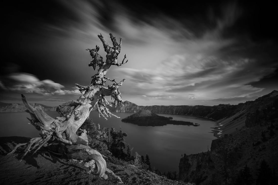 Lone Whitebark Pine 