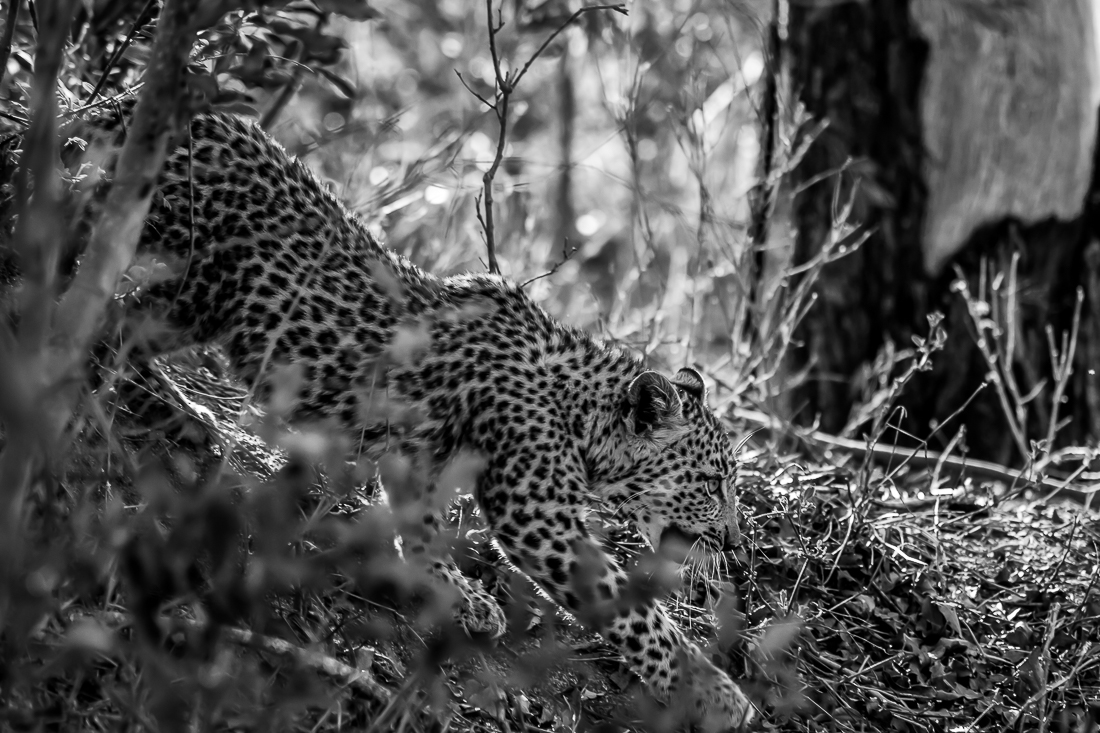 Leopard cub