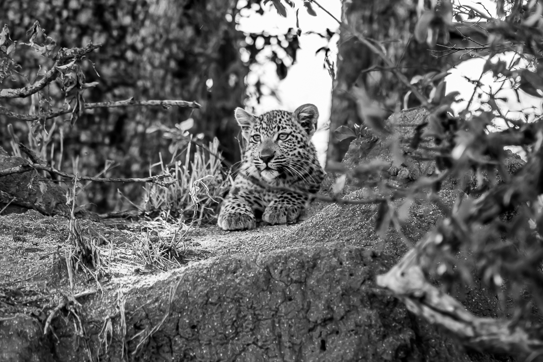 Leopard cub
