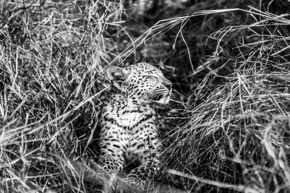 Leopard cub