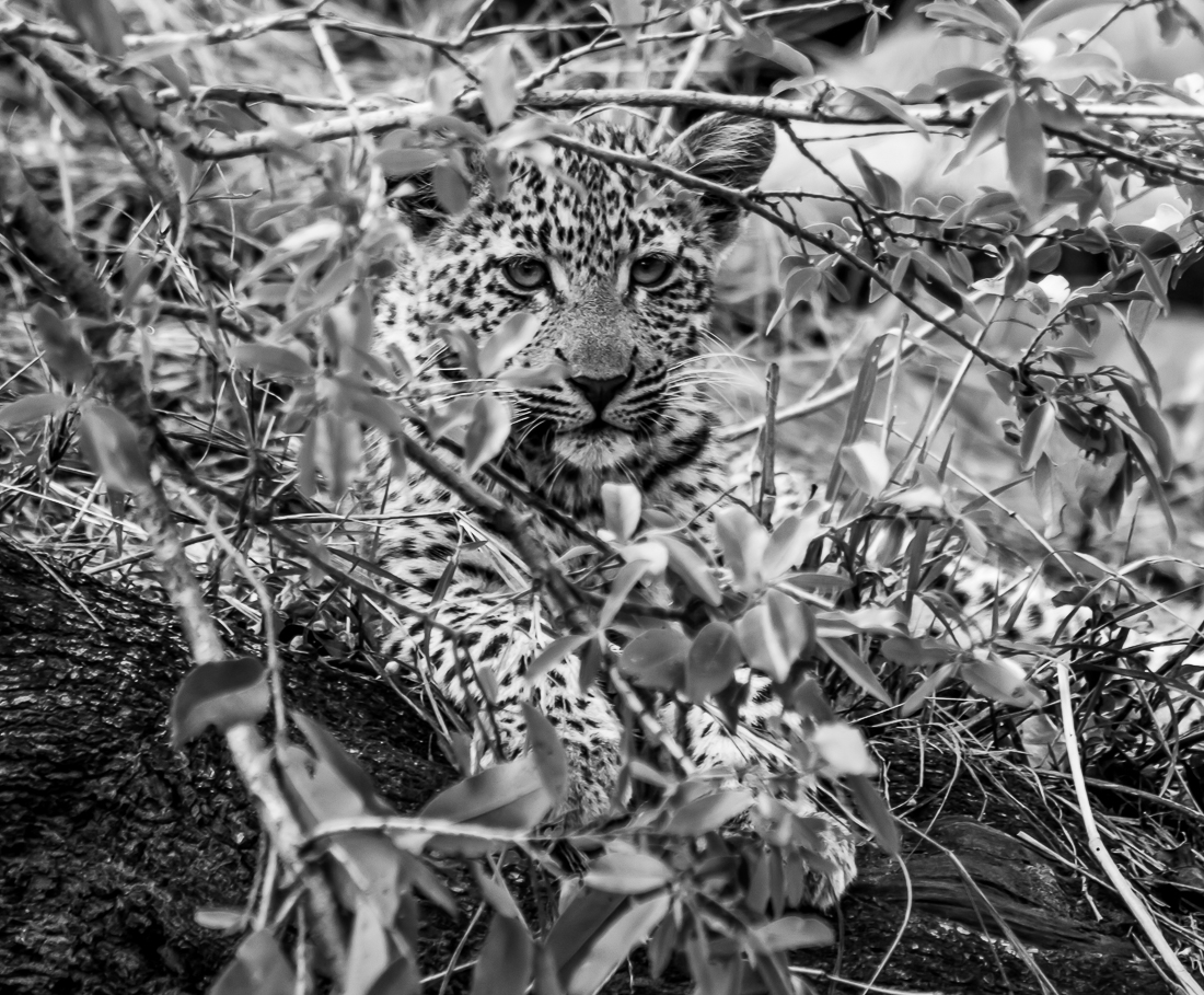 Leopard cub