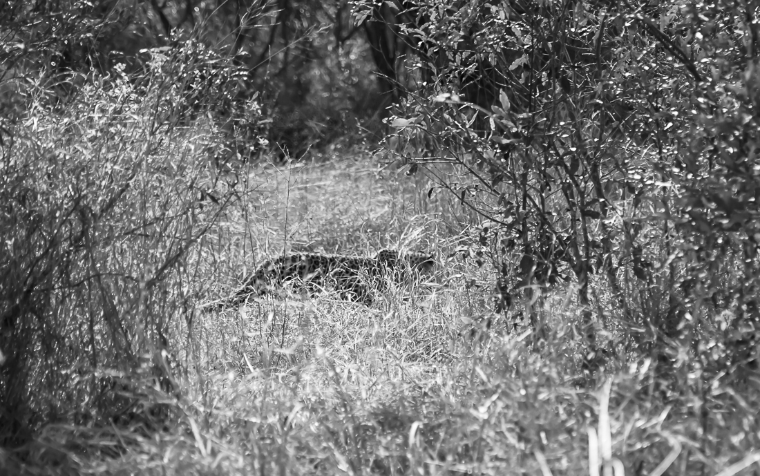 Leopard cub
