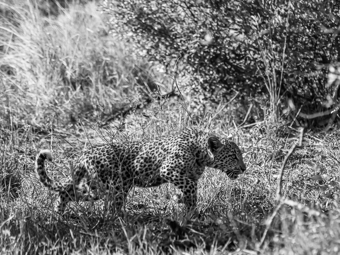 Leopard cub