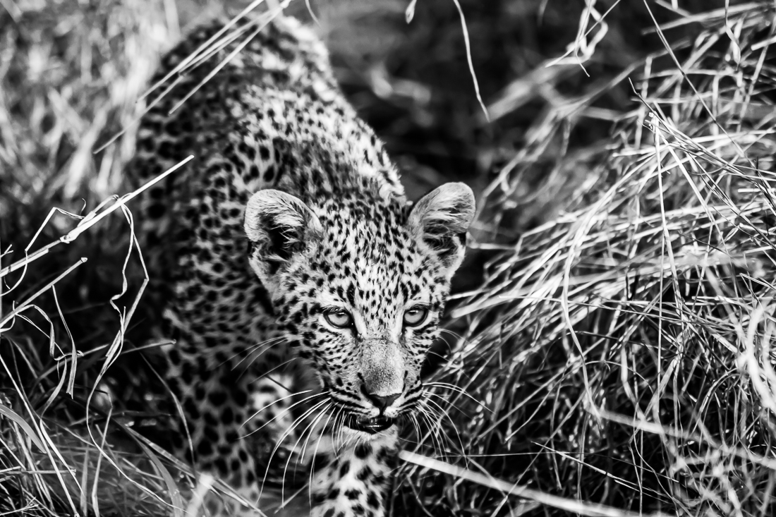 Leopard cub