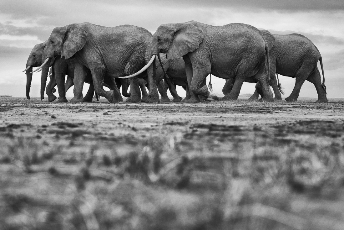 Elephants and giraffes of Amboseli NP, Kenya