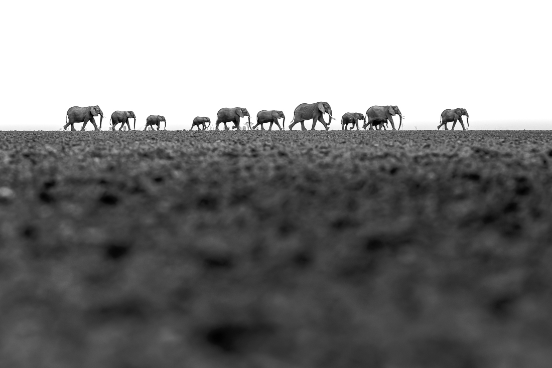 Elephants and giraffes of Amboseli NP, Kenya
