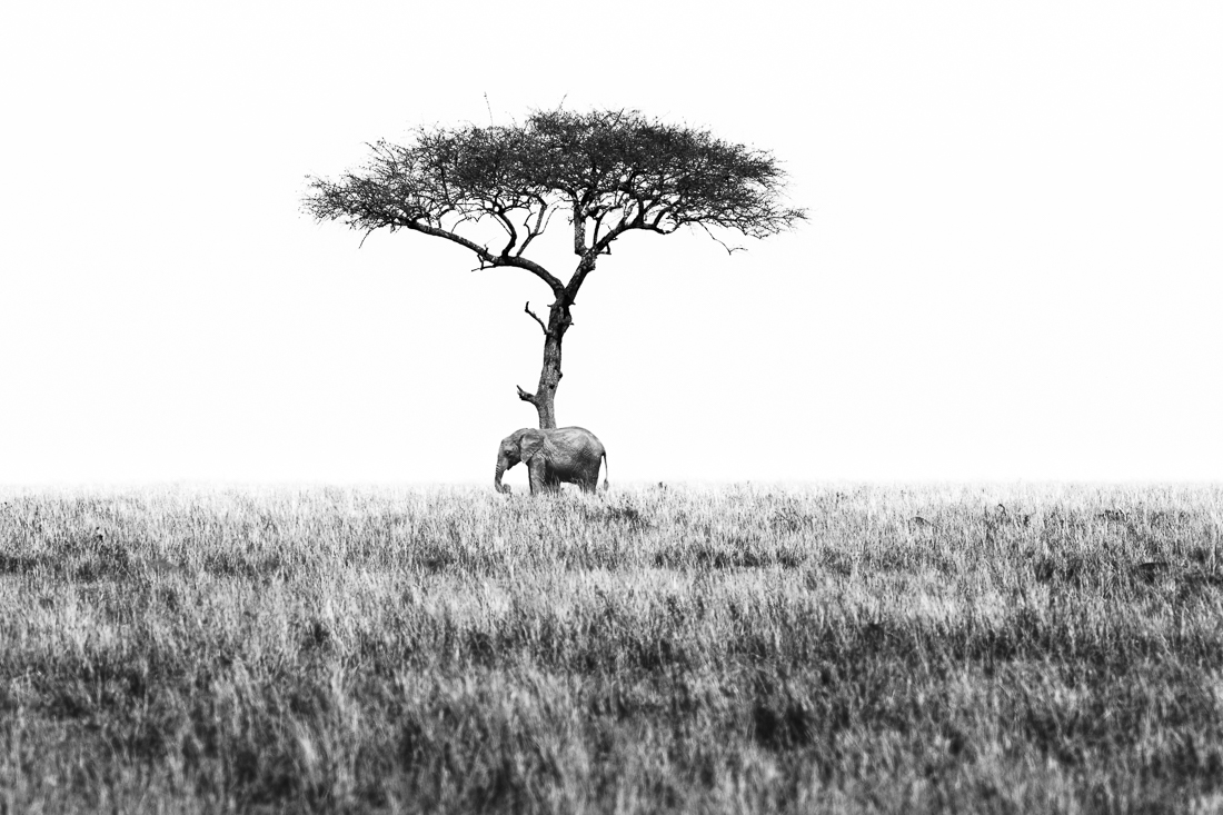 Elephants and giraffes of Amboseli NP, Kenya