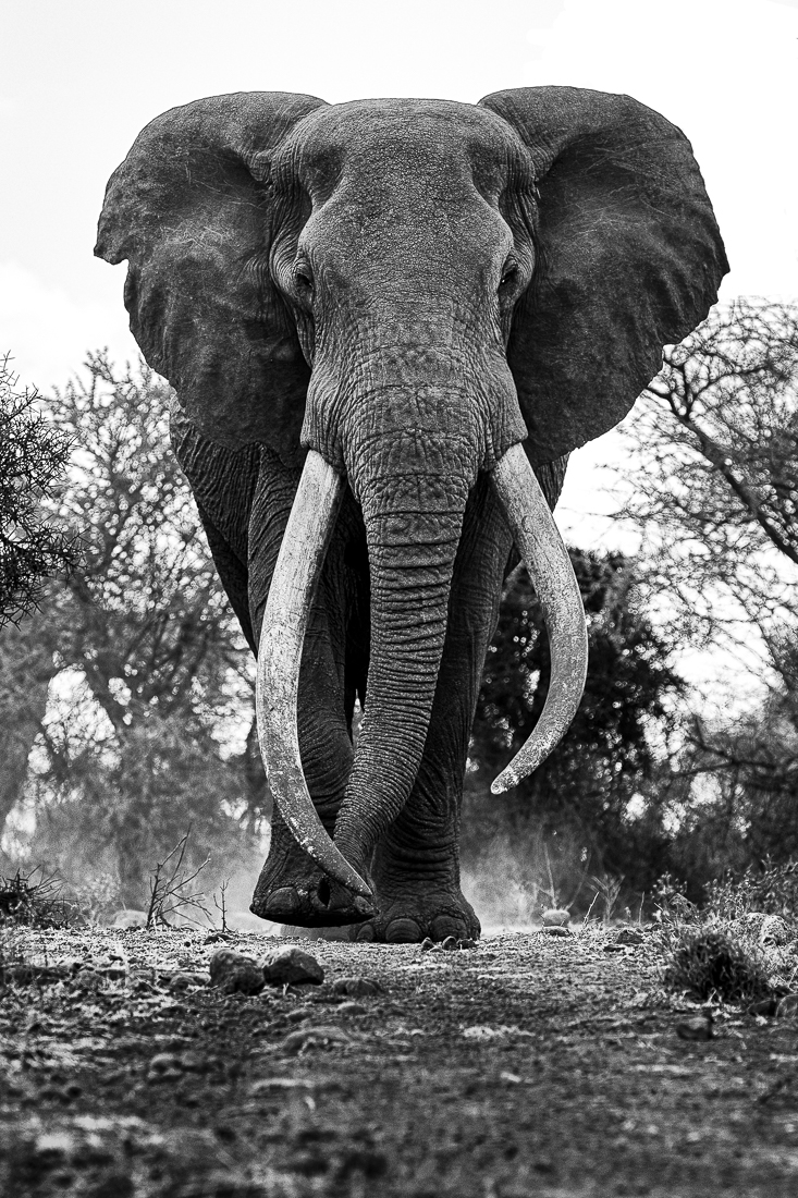 Elephants and giraffes of Amboseli NP, Kenya