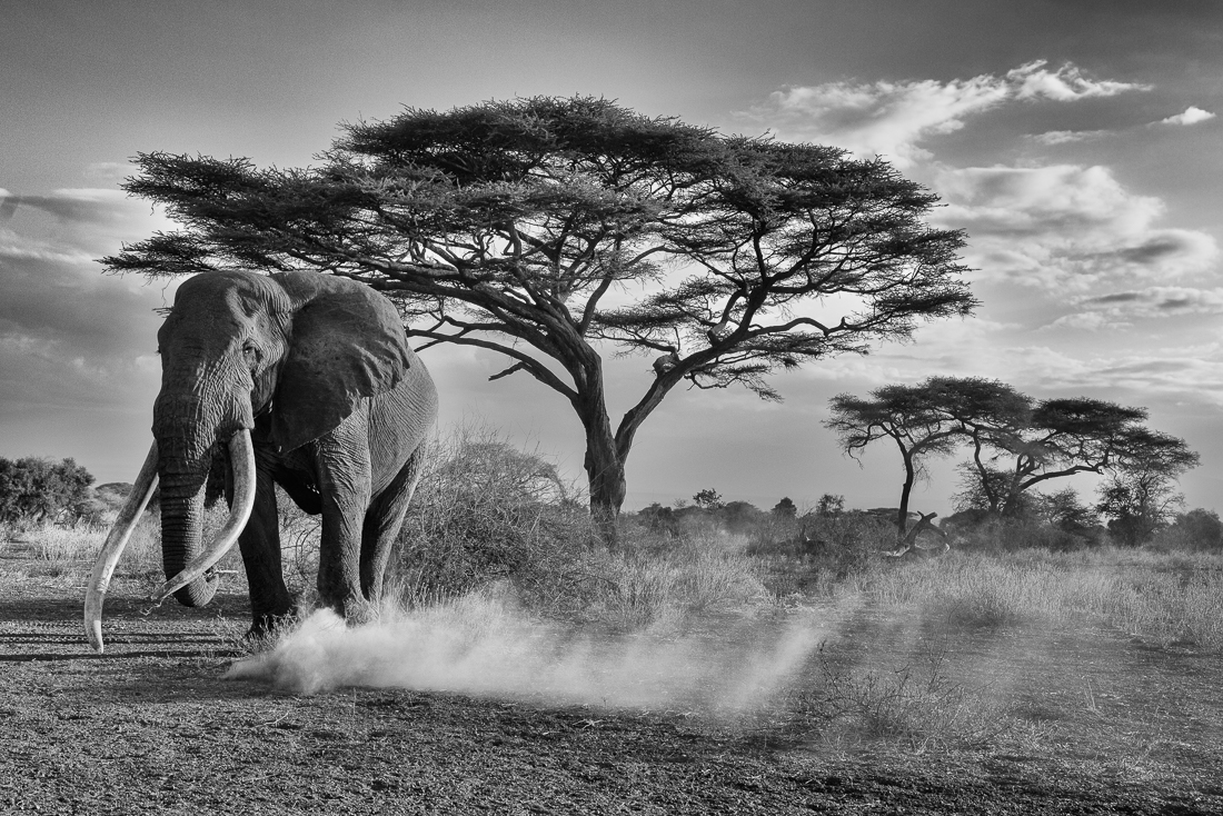 Elephants and giraffes of Amboseli NP, Kenya