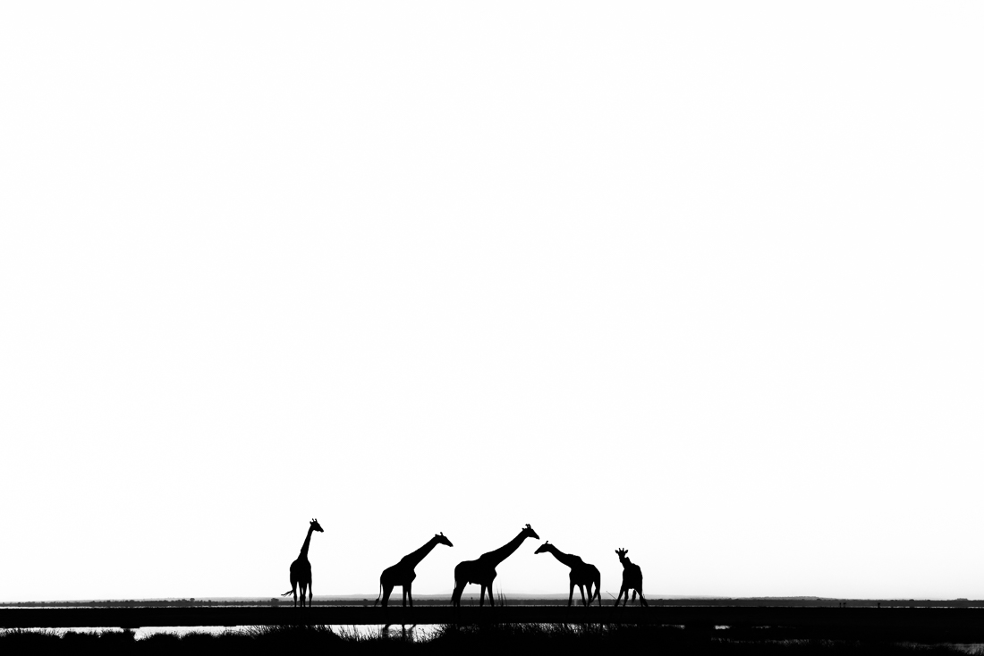 Elephants and giraffes of Amboseli NP, Kenya