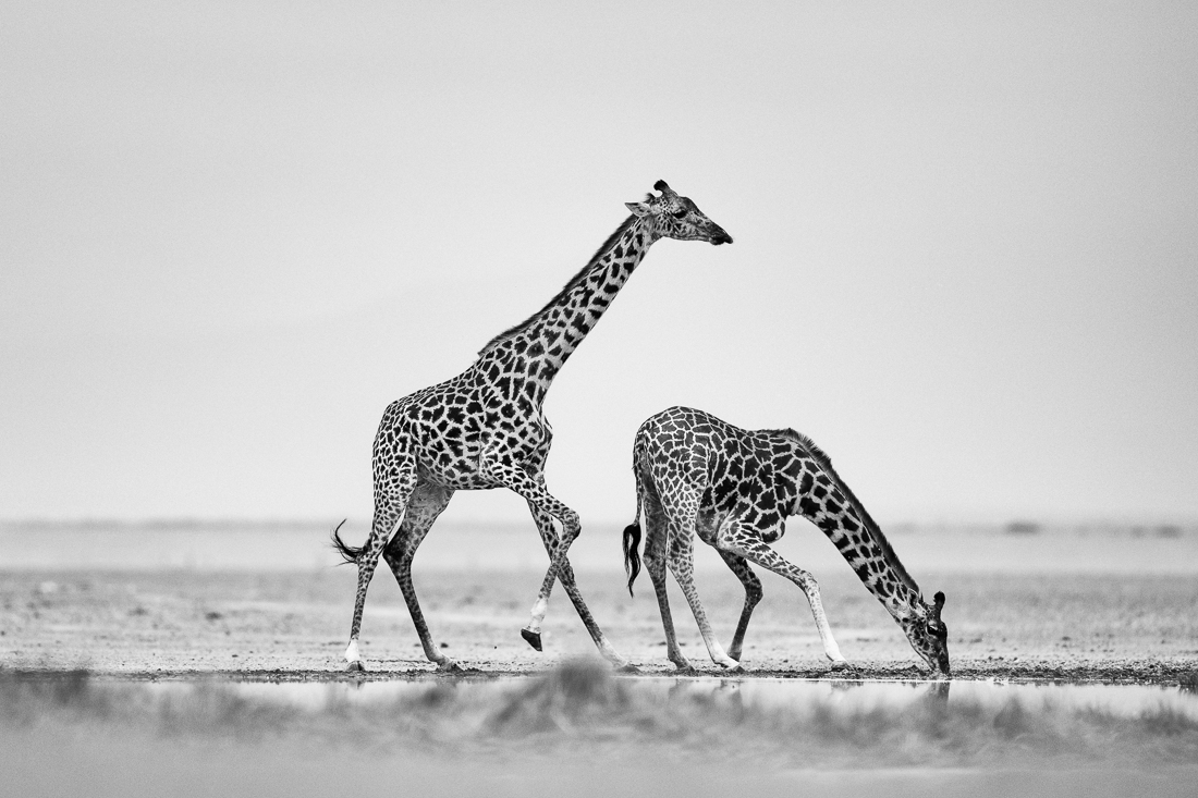 Elephants and giraffes of Amboseli NP, Kenya