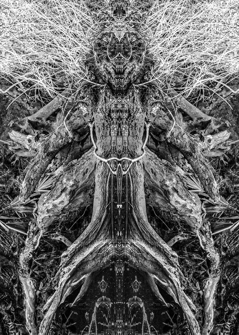 SWAMP ROOT PATTERNS