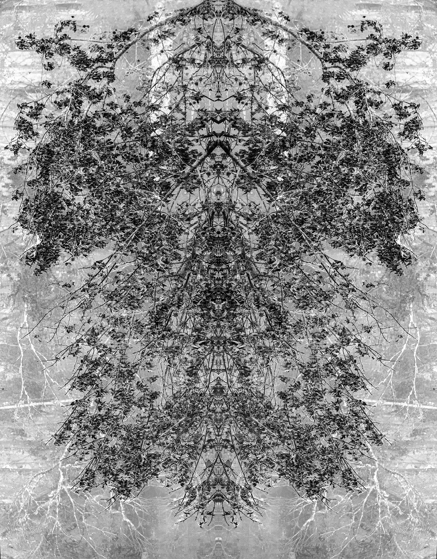 SWAMP ROOT PATTERNS