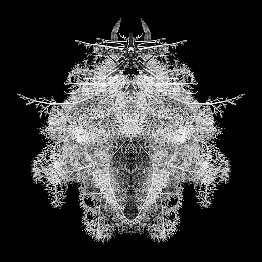 SWAMP ROOT PATTERNS