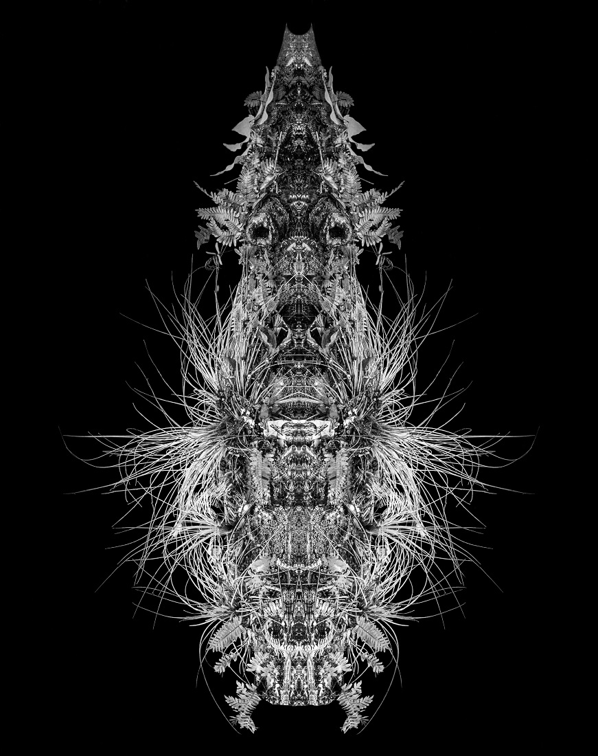 SWAMP ROOT PATTERNS
