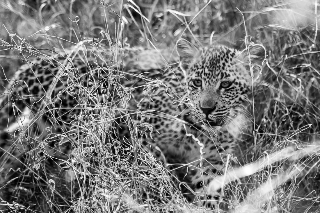 Leopard cub