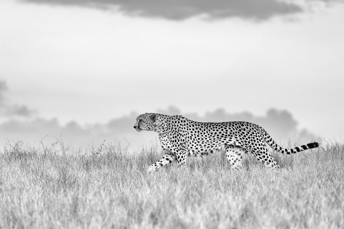 Cheetah on the Prowl