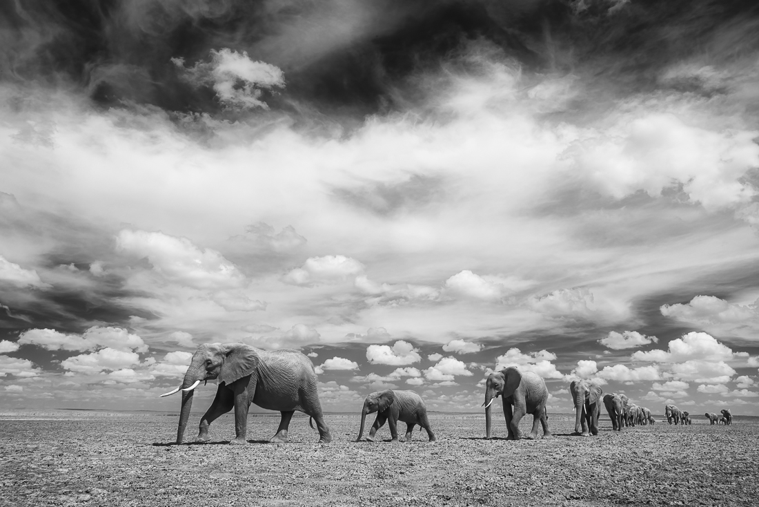 Elephant Walk
