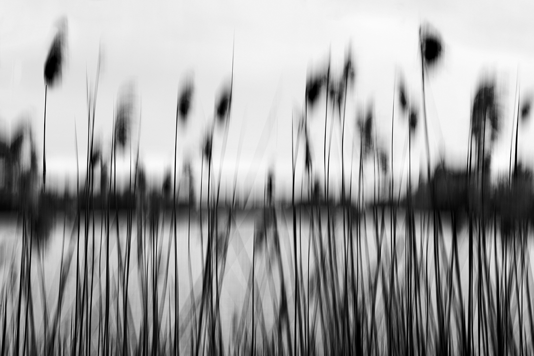 Phragmites and Pond
