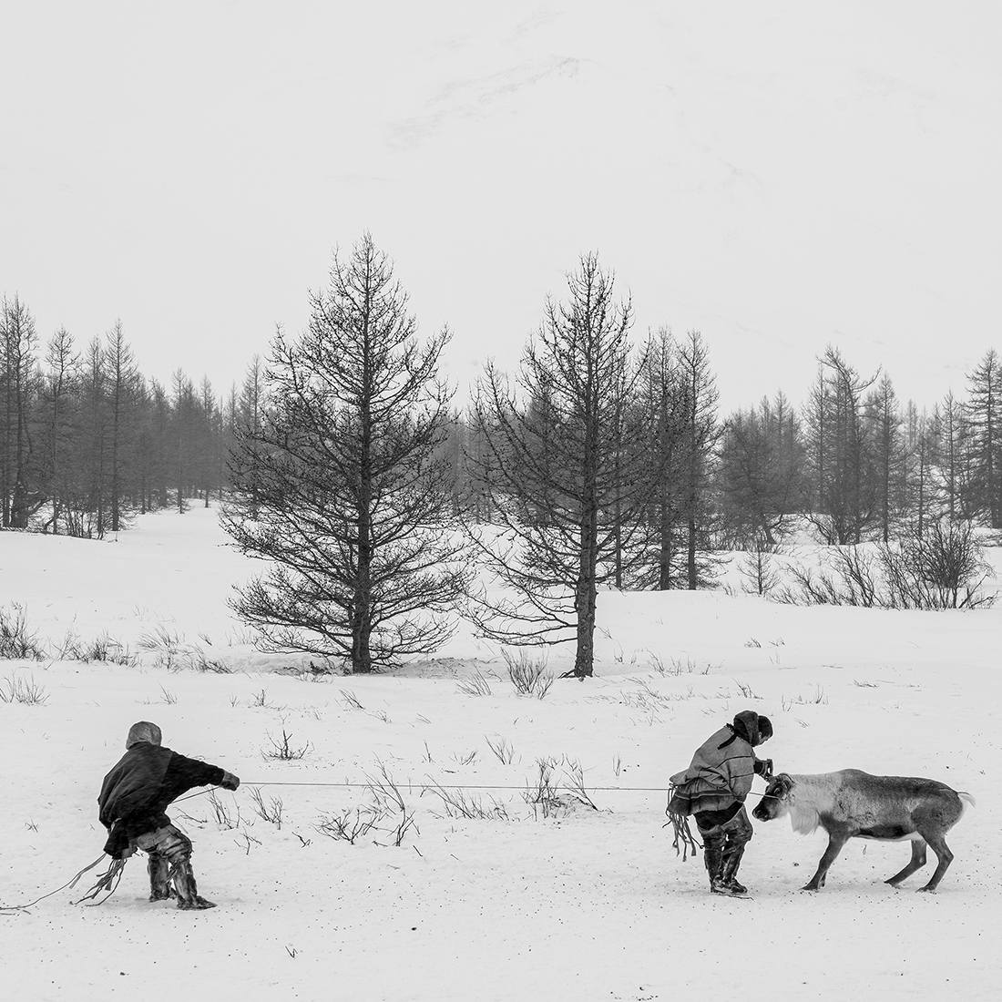 Nenets, The Reindeer Herders. The last nomads of the Arctic