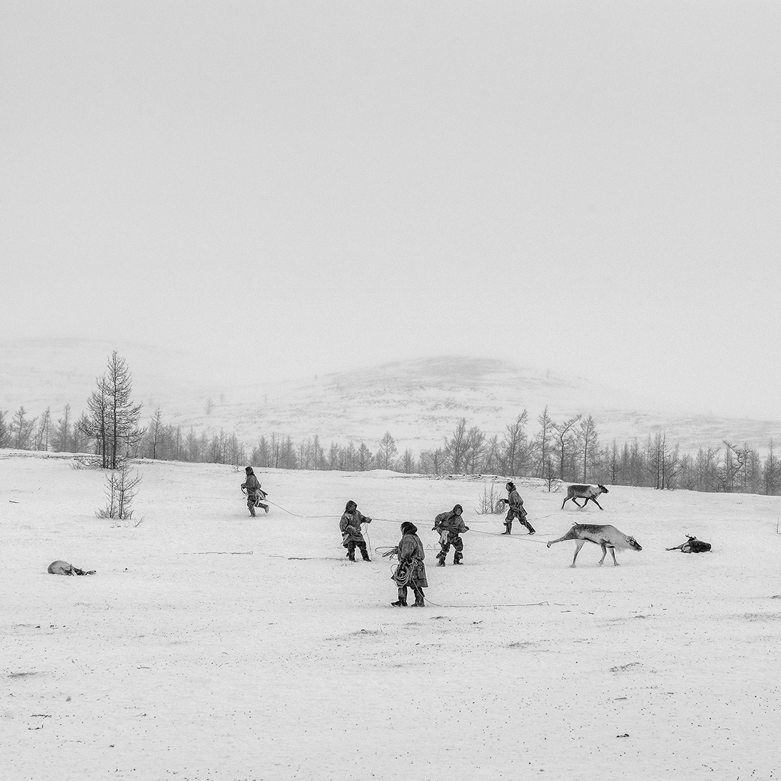 Nenets, The Reindeer Herders. The last nomads of the Arctic