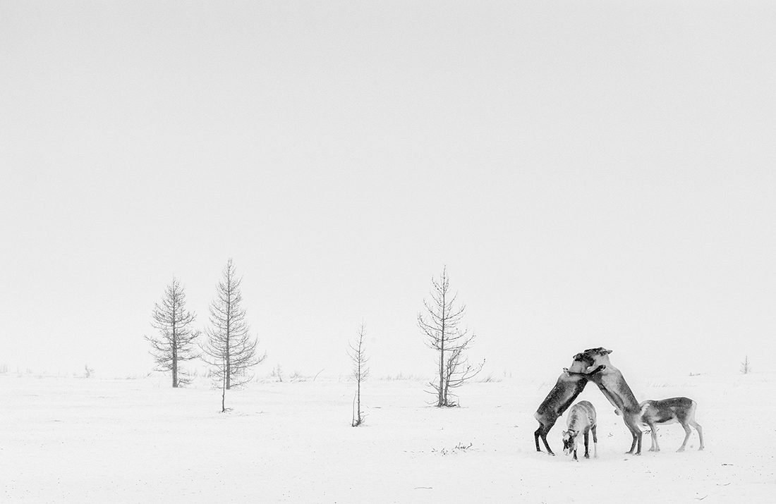 Nenets, The Reindeer Herders. The last nomads of the Arctic