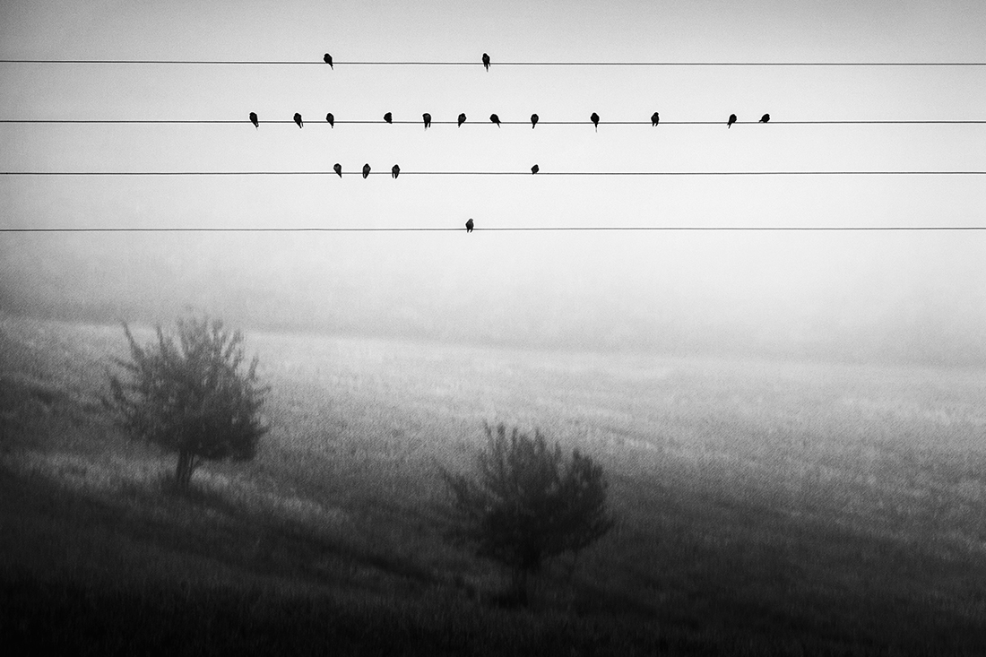 Birds on a Wire