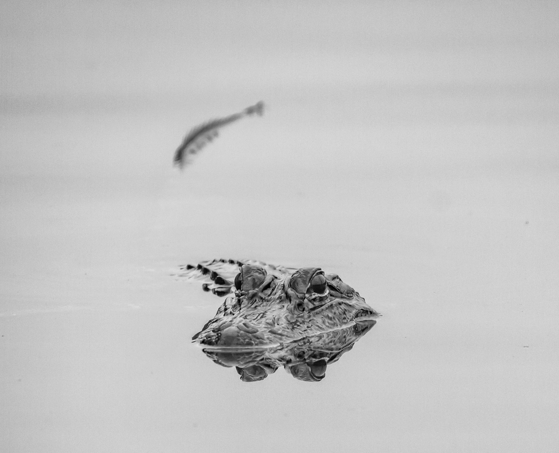 American Alligator