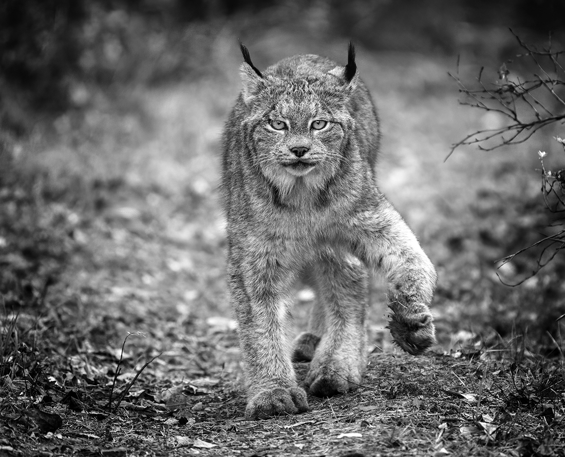 Lynx on the Prowl