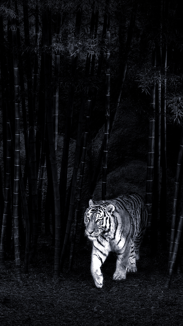  Take Ni Tora