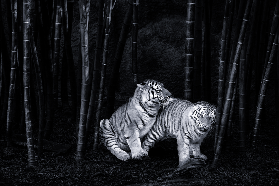  Take Ni Tora