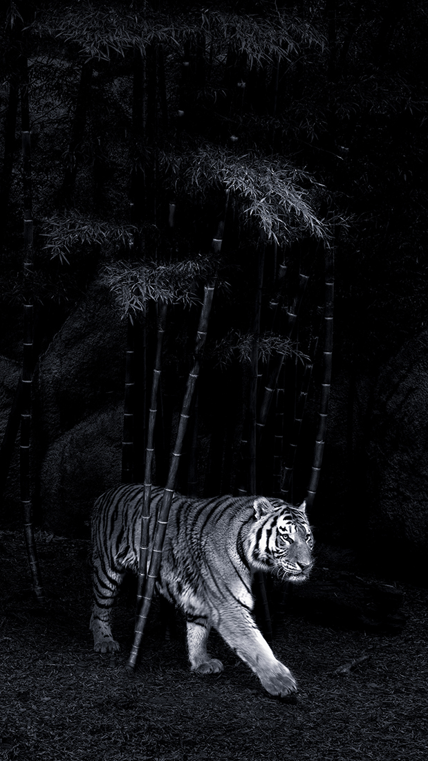  Take Ni Tora