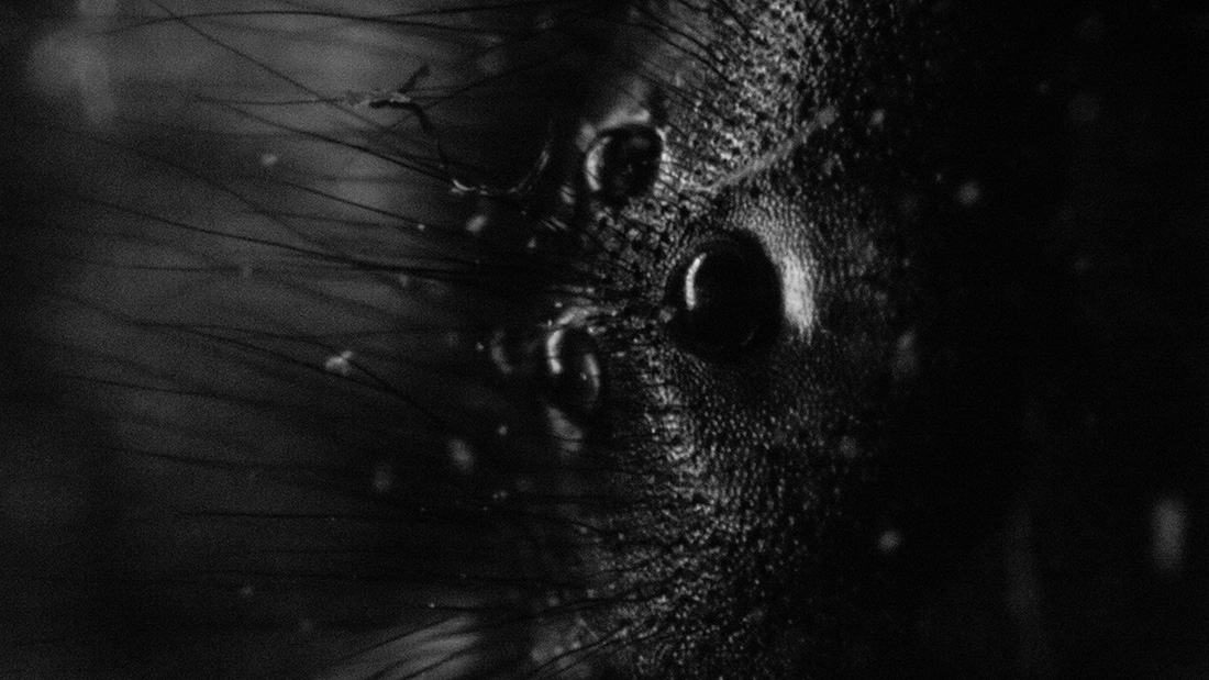 Study of a Wasp