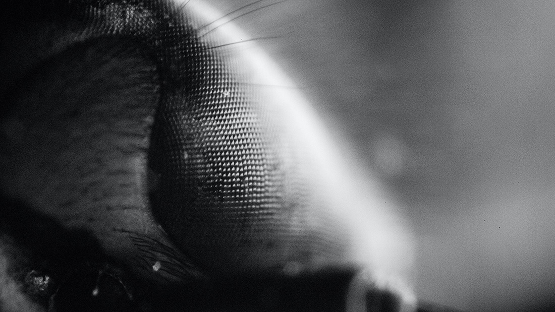 Study of a Wasp