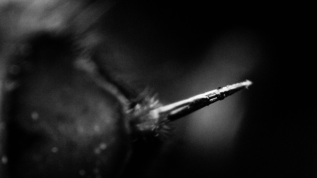 Study of a Wasp