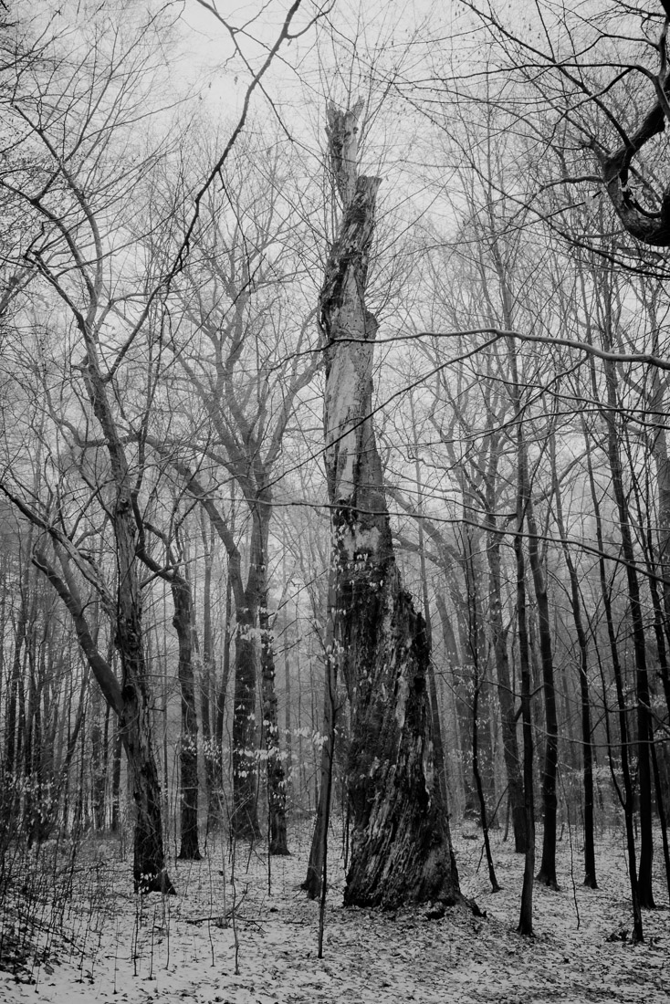 Trees should be protected like cathedrals