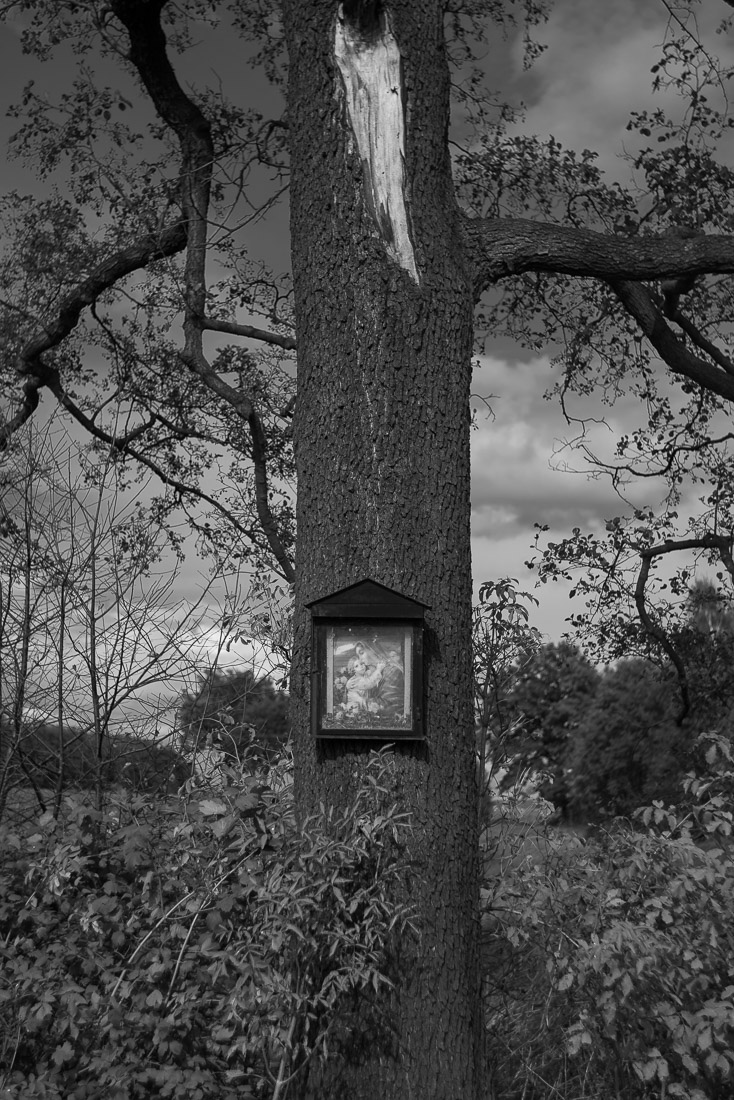 Trees should be protected like cathedrals