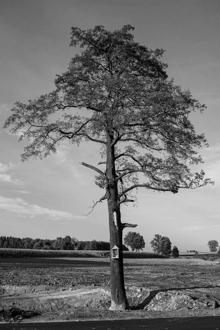 Trees should be protected like cathedrals