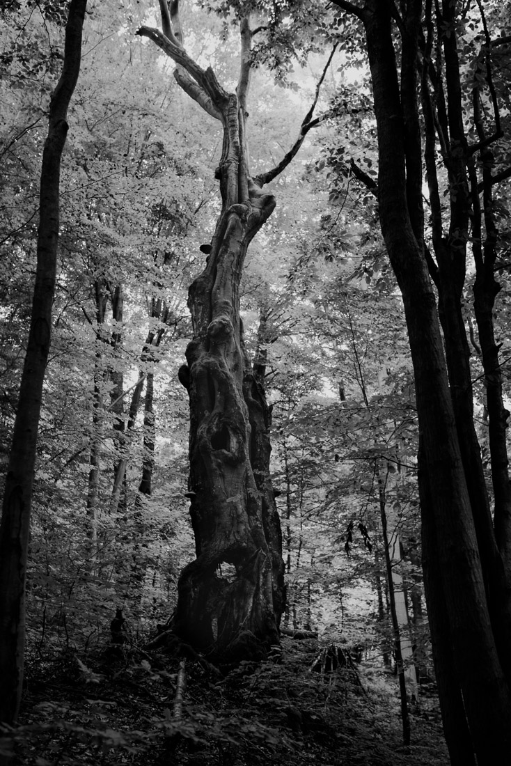 Trees should be protected like cathedrals