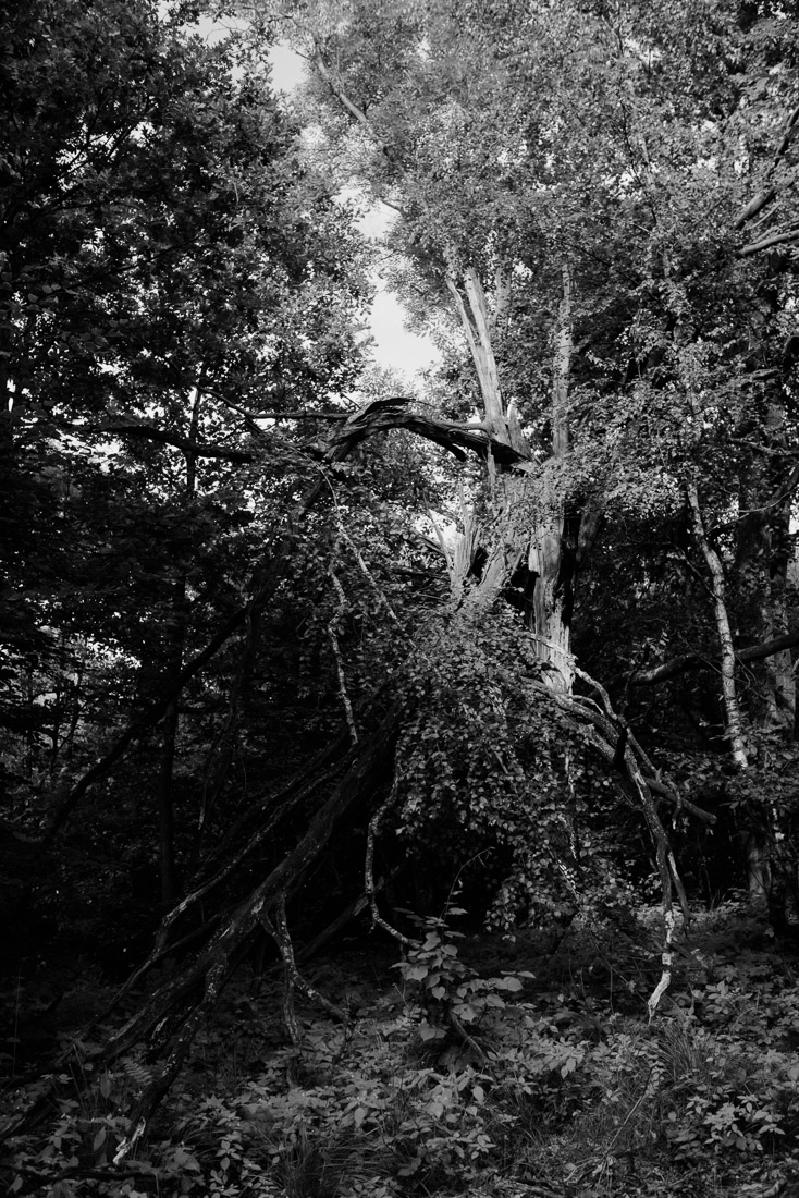 Trees should be protected like cathedrals