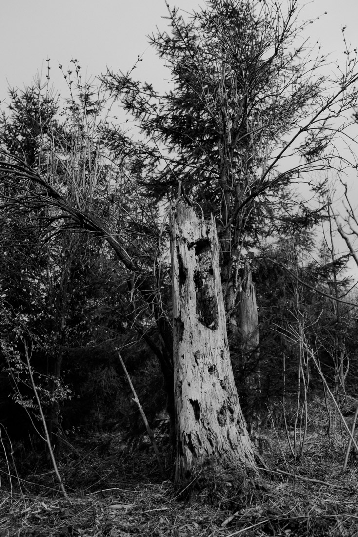 Trees should be protected like cathedrals