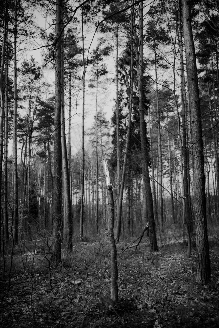 Trees should be protected like cathedrals