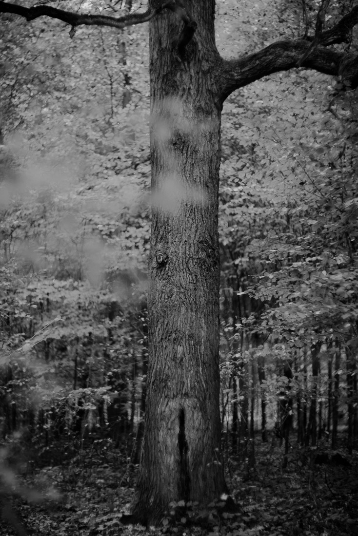 Trees should be protected like cathedrals