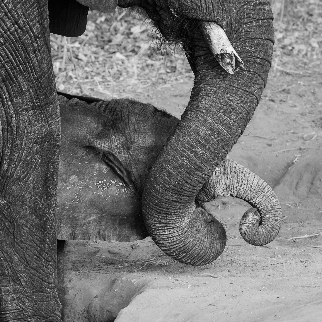 If I was a baby elephant